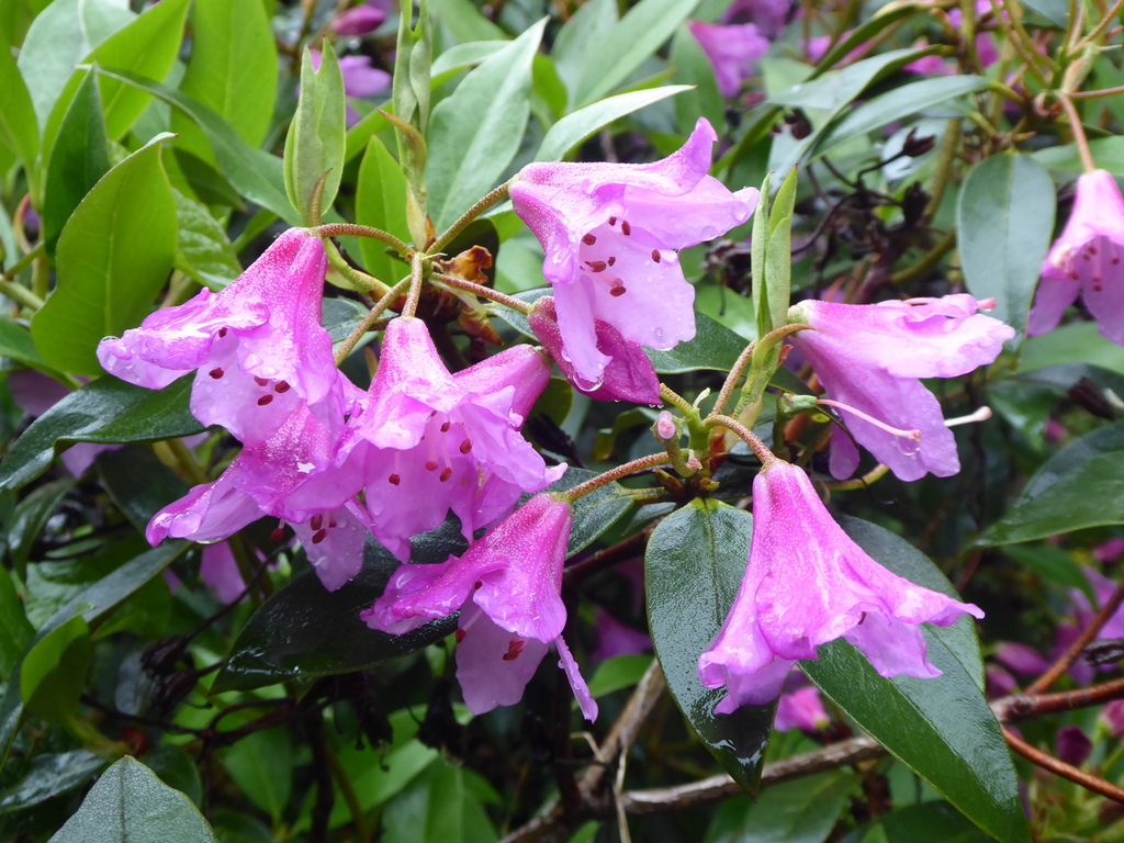R. heliolepis