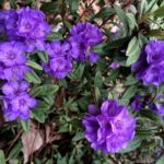 R. hippophaeoides 'Haba Shan' 2016-3 kas