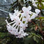 R. jasminiflorum