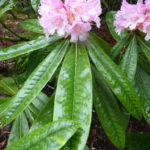 R. jingangshanicum