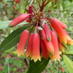 R. keysii