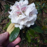 R. roxieanum var. cucullatum