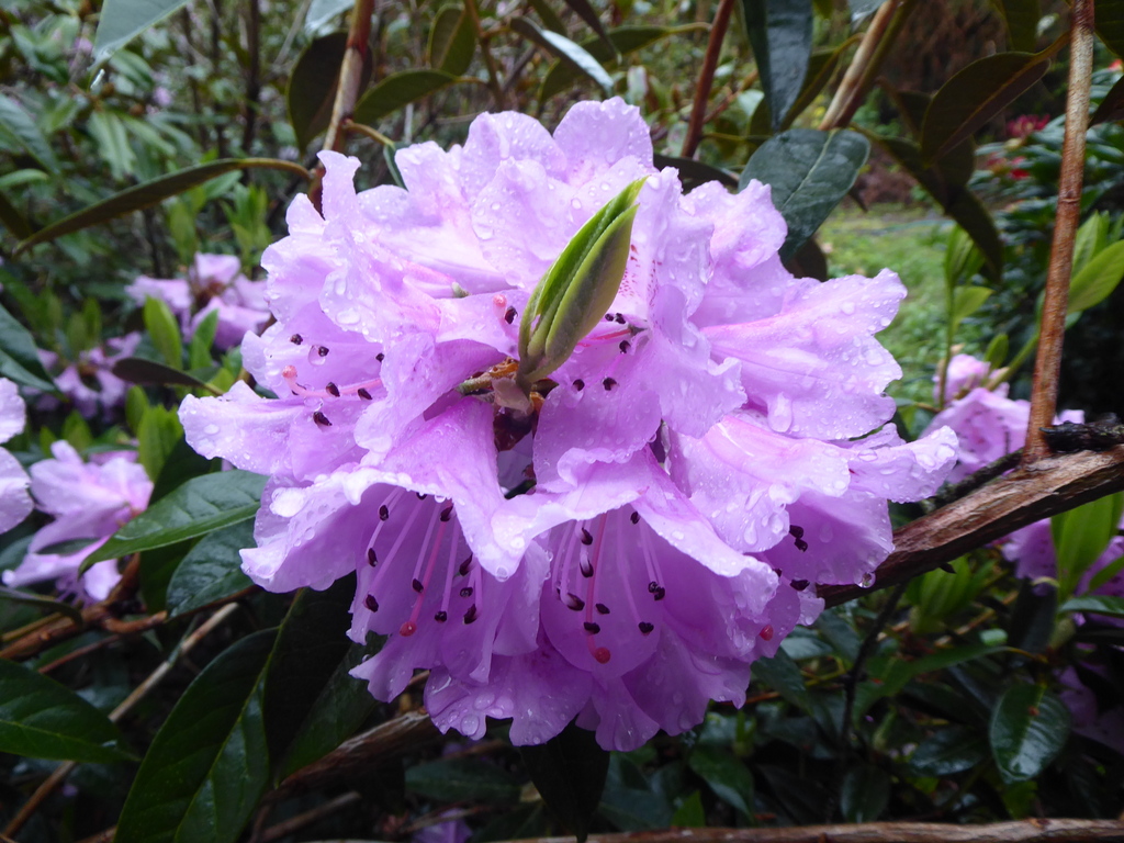 R. rubiginosum