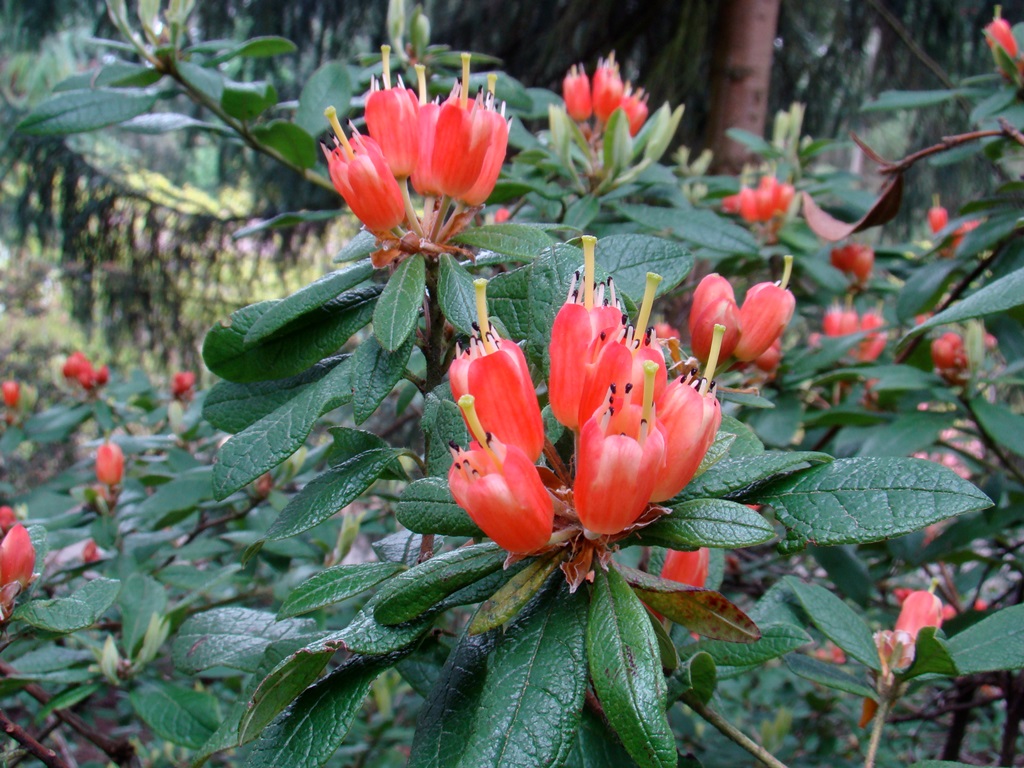 R. spinuliferum ac69
