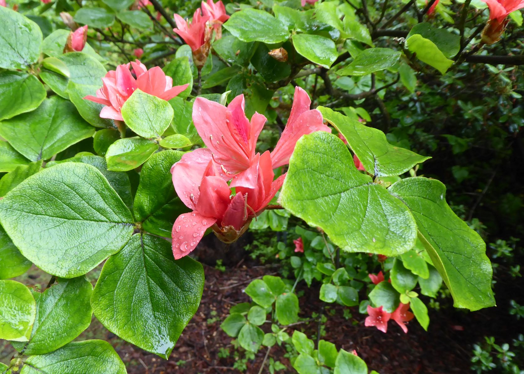 Rhododendron amagianum 136sd2022