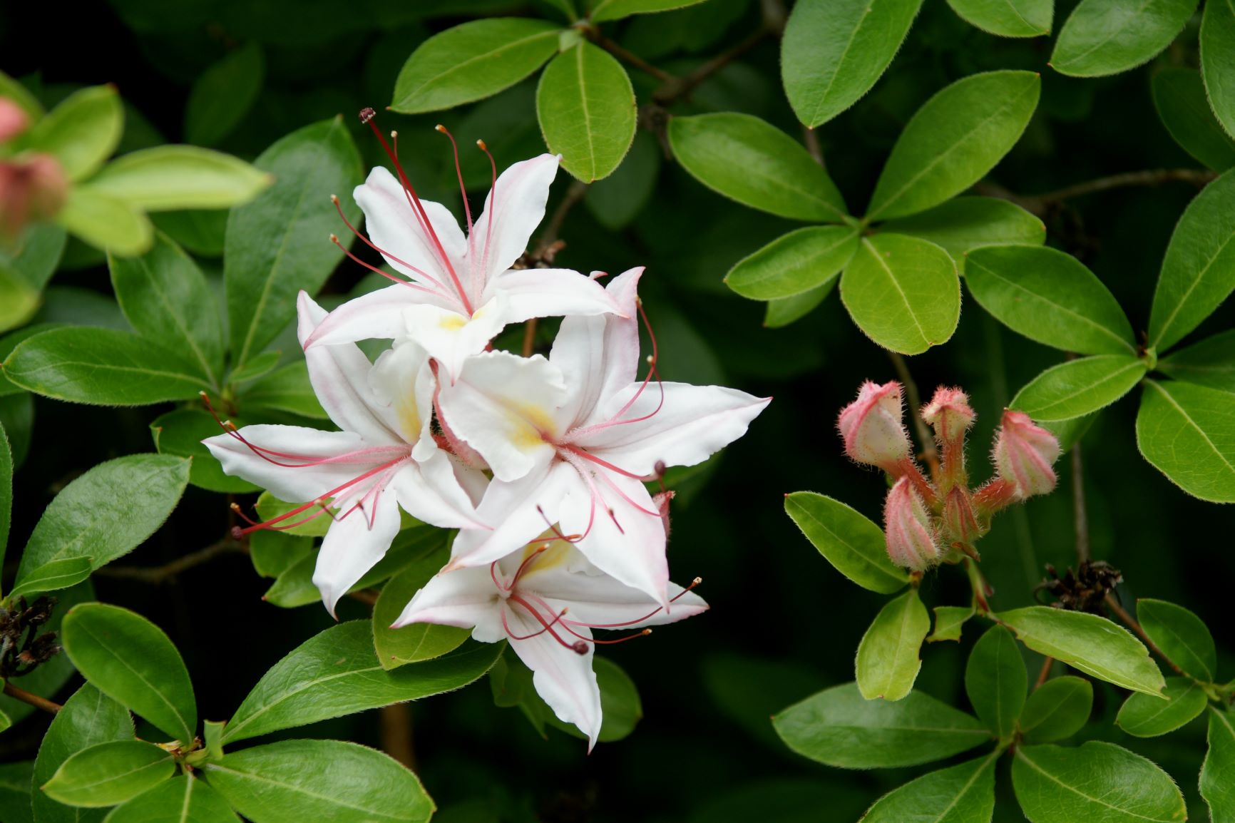 Rhododendron arborescens 100sd2015