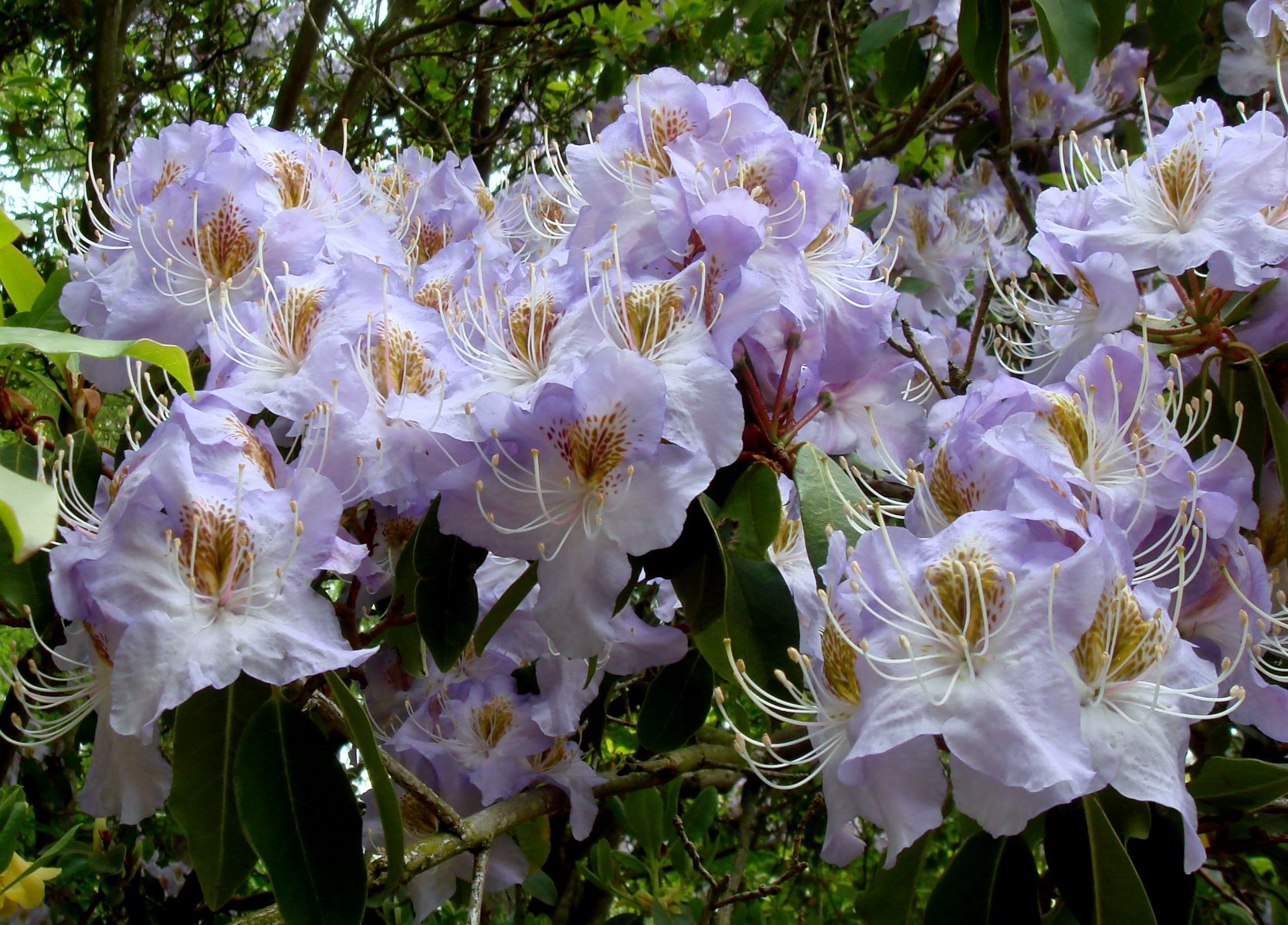 Rhododendron augustinii ssp. chasmanthum 1969/092