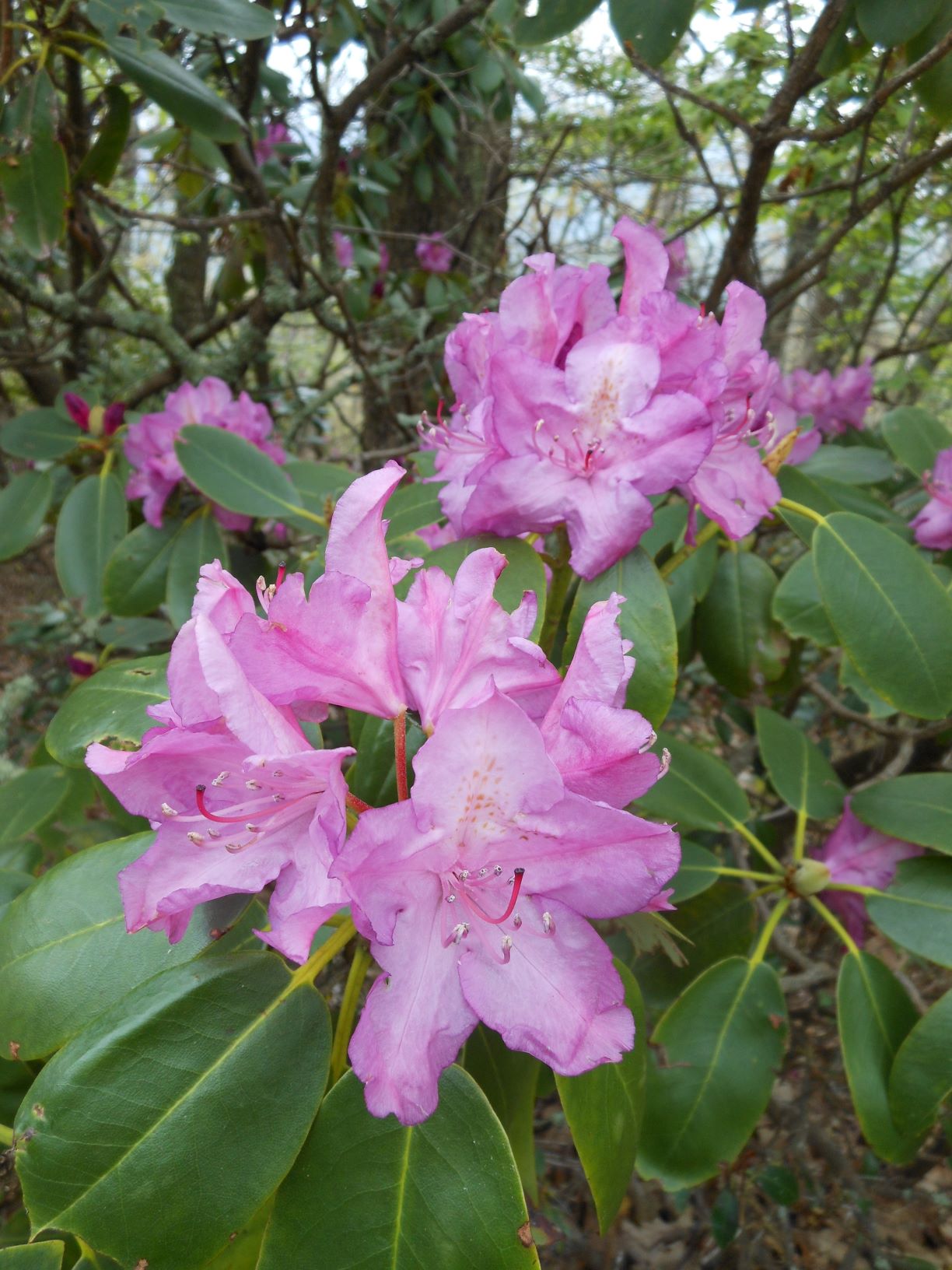 Rhododendron megeratum 1965/261