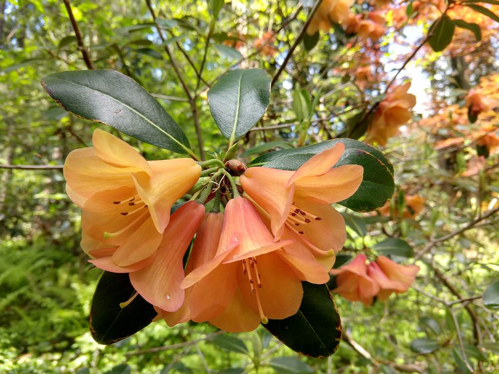 Rhododendron cinnabarinum ssp. xanthocodon (Concatenans Group) ‘Copper’ LS&T#6560