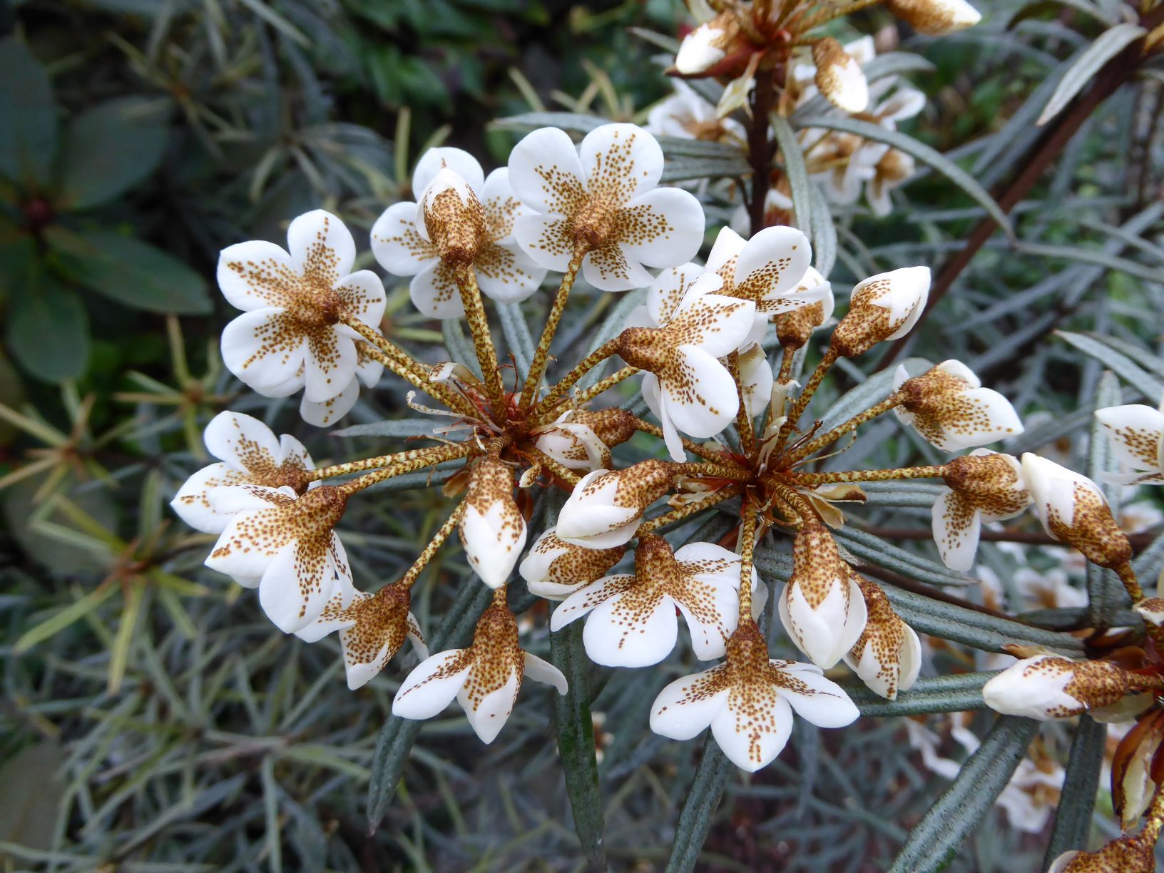 Rhododendron himantodes RSBG