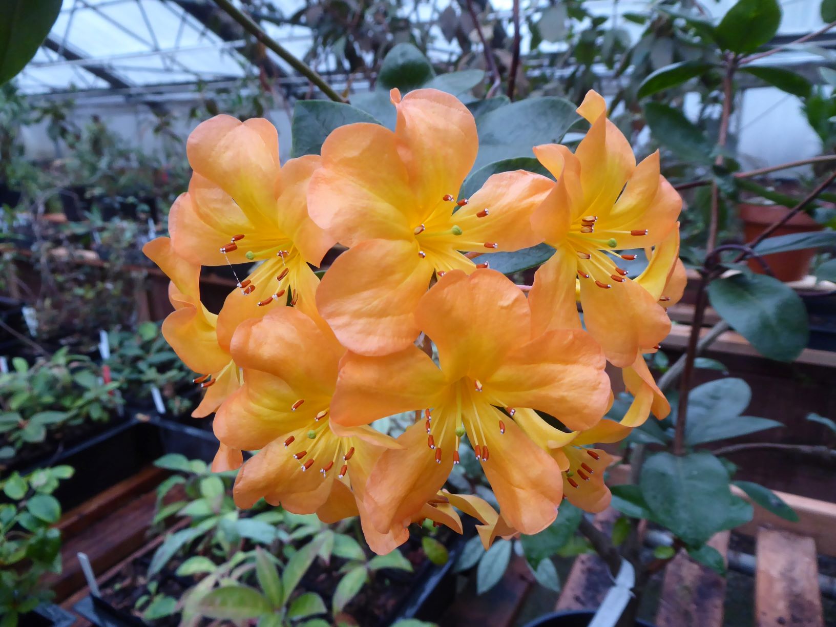 Rhododendron rothschildii