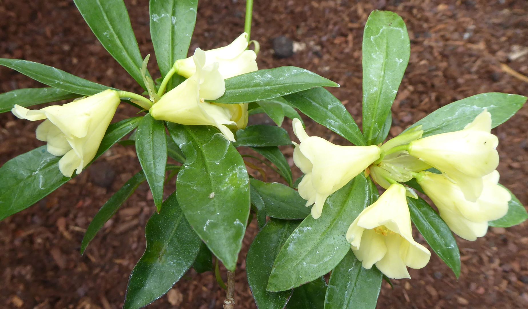 Rhododendron boothii 2017/034
