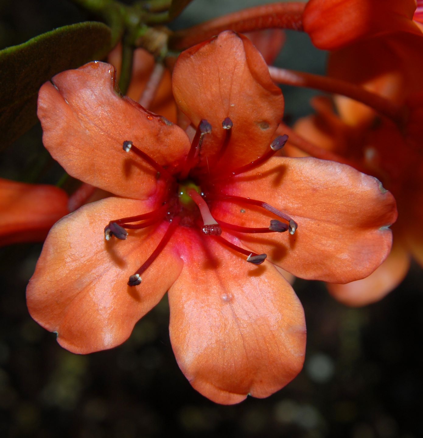Rhododendron rarilepidotum