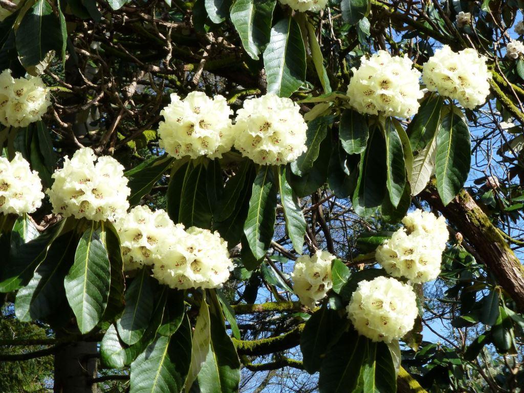 Rhododendron valentinioides 138sd2019