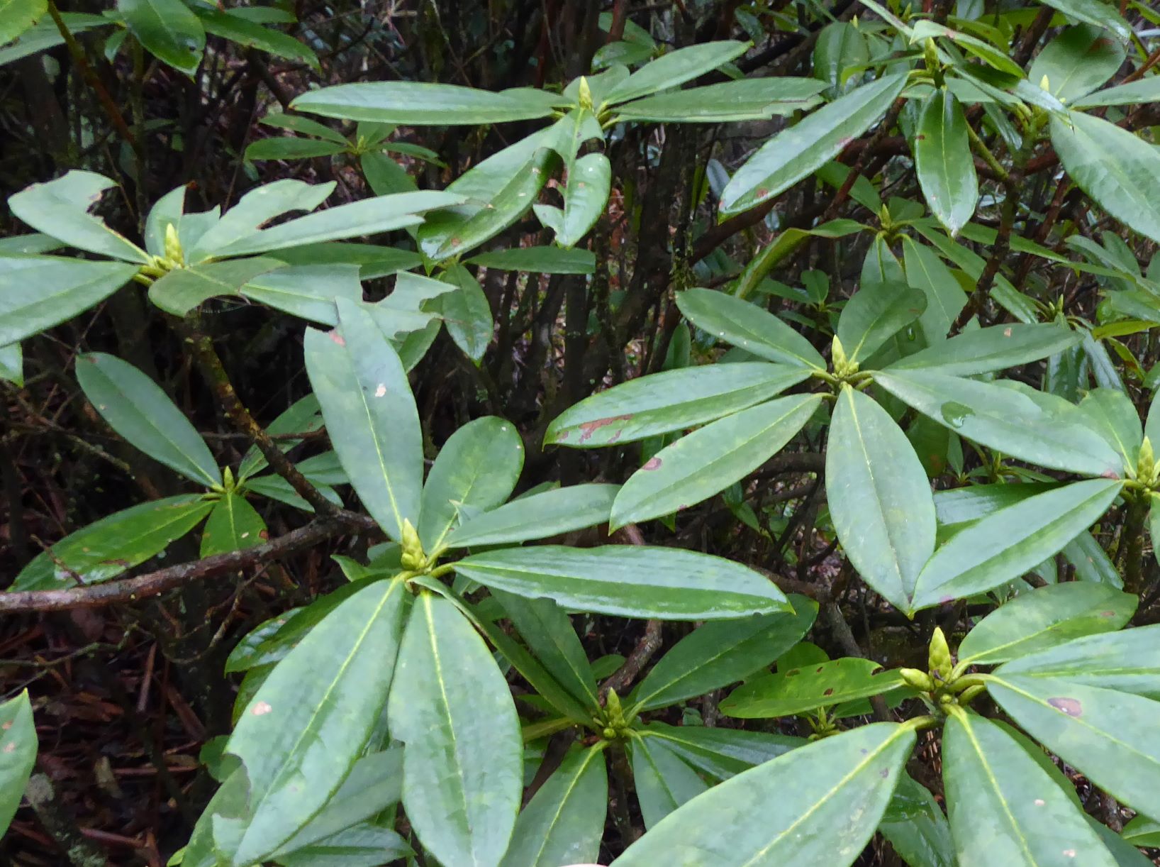 Rhododendron species nova (Subsection Argyrophylla) SEH#18034 167sd2018