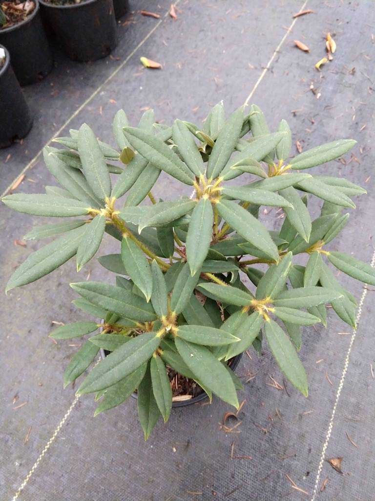 R. ochraceum var.brevicarpum