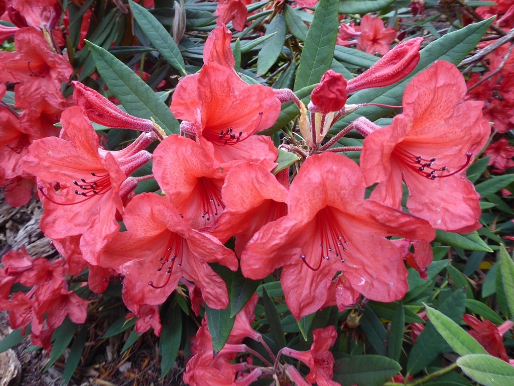 Rhododendron minus var. chapmanii 1998/382