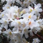 R. veitchianum ‘Ashcombe’