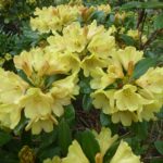 R. Glendoick Gold