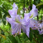 R. augustinii-Playfair
