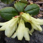 R. changii