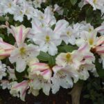R. dendricola ‘Taron Temptation'