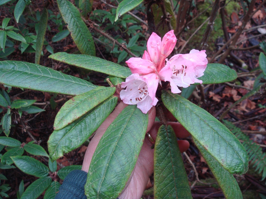 Rhododendron glischroides RSBG