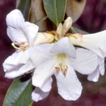 R.-maddenii-ssp.-crassum
