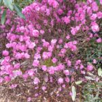 R. mucronulatum (dwarf form)