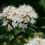 R. groenlandicum