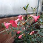 R. 'Saxon Glow'