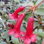 R. 'Tropic Alpine Ruby'