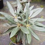R. degronianum 'Chichibu' 87-025