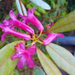 R. malayanum