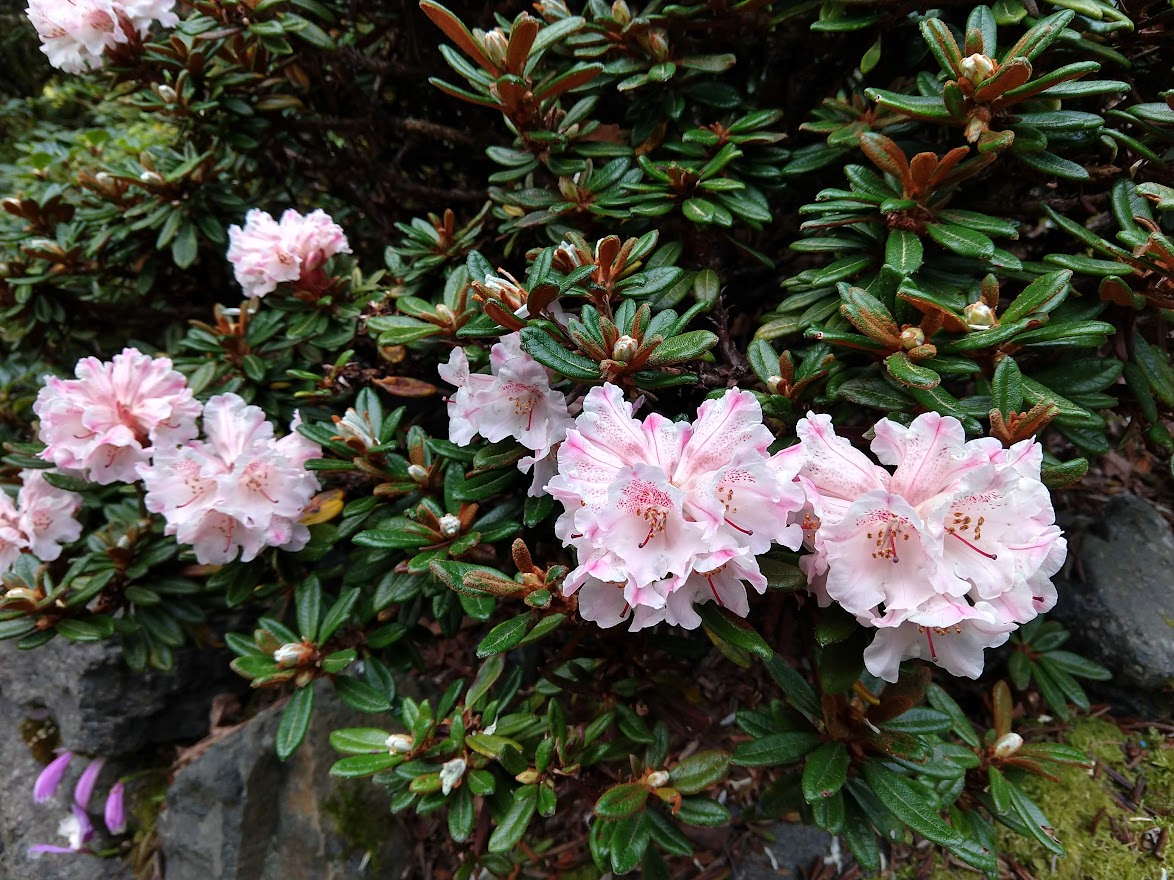 R. proteoides