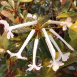 R. ruttenii