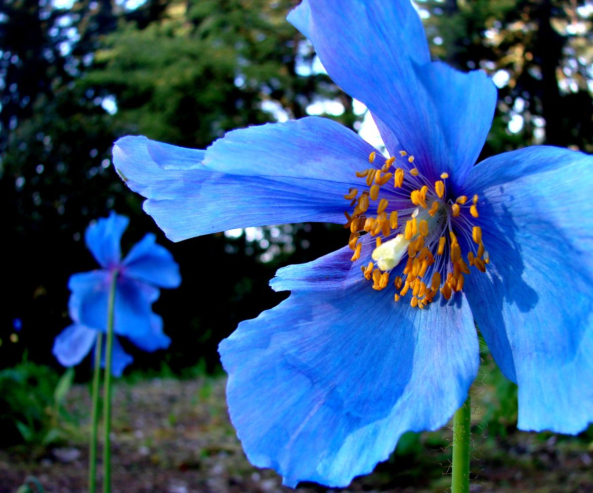 Steve Blue Poppy 3