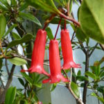 R. celebicum