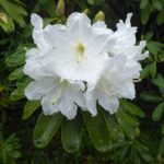 R. decorum ssp. decorum-