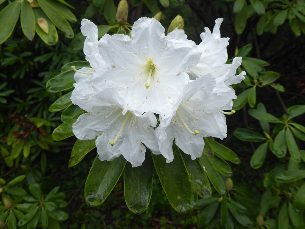 R. decorum ssp. decorum-