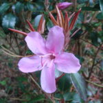 R.-ovatum