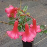 R. Sister of St. Valentine