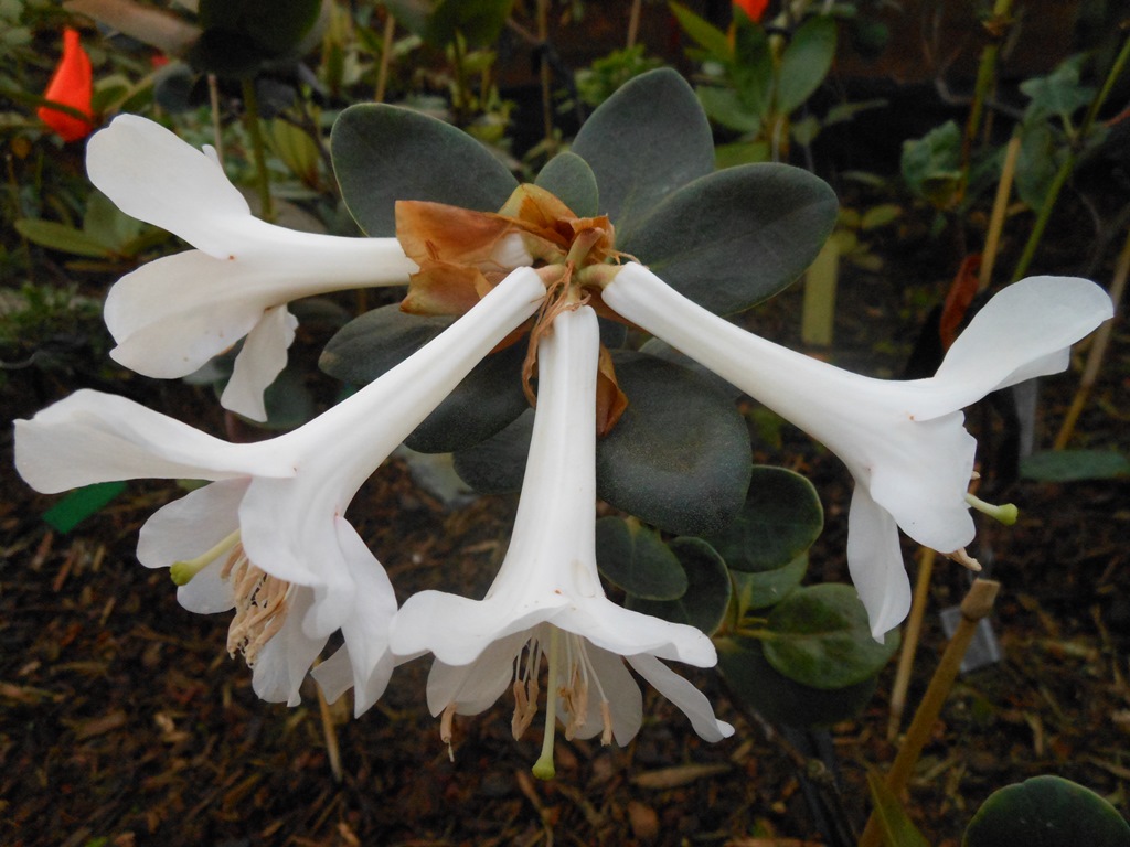 Rhododendron jingangshanicum RSBG