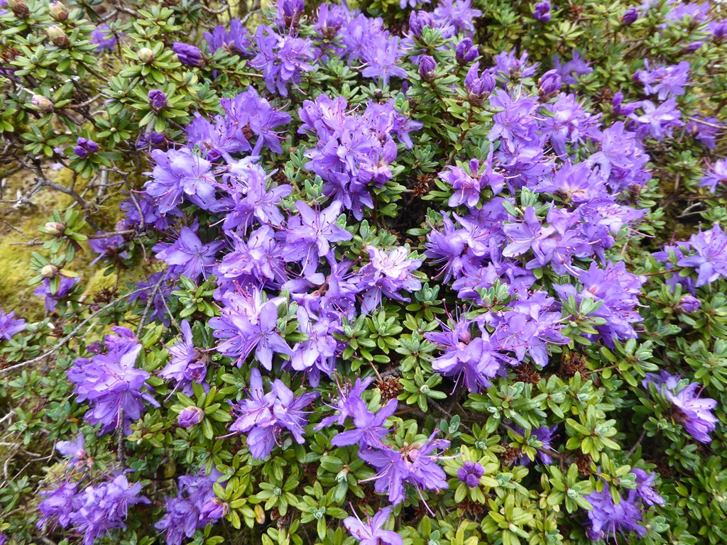 Rhododendron charitopes ssp. tsangpoense 1973/286