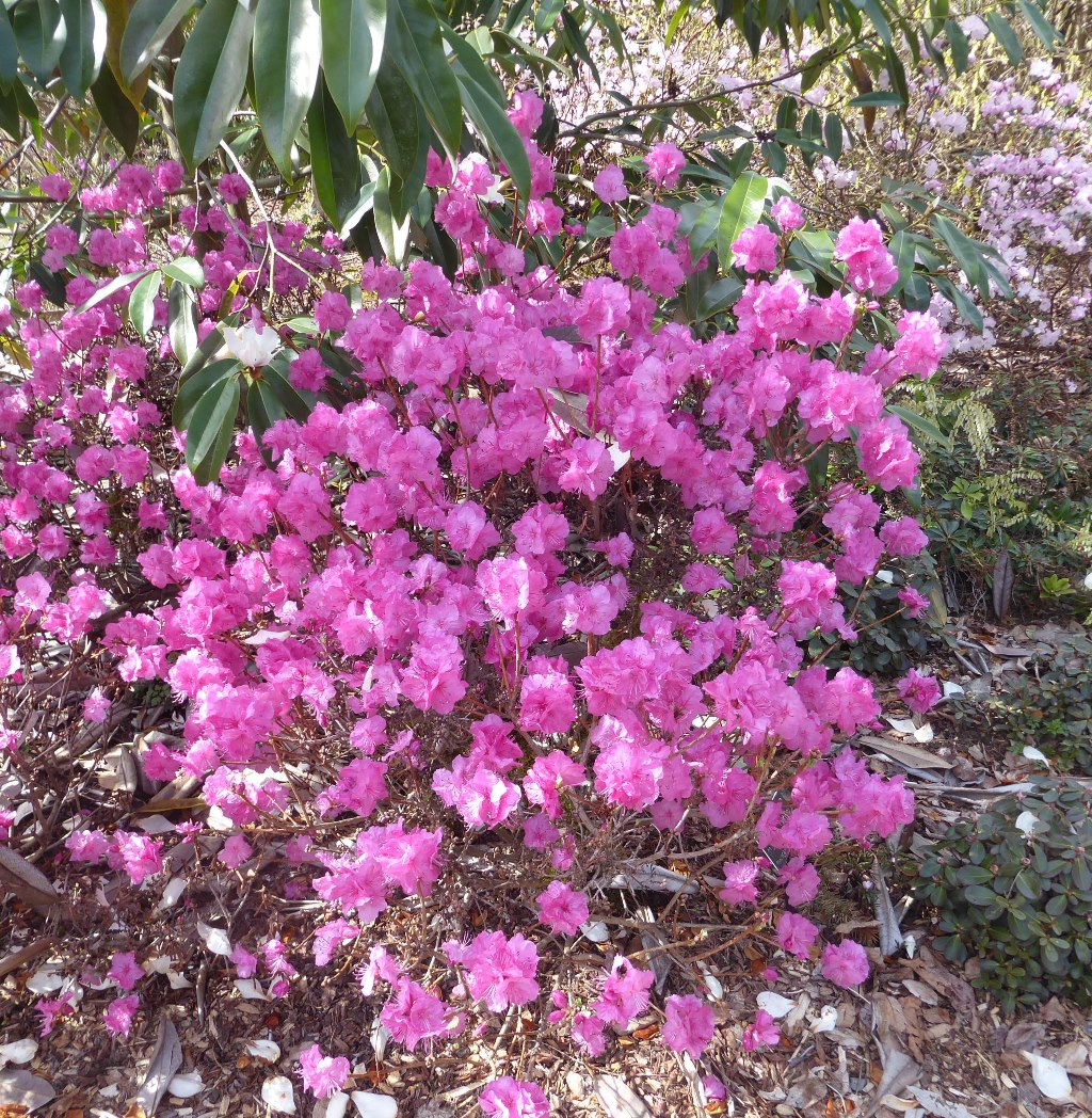 Rhododendron dendrocharis 'Gem' 'Gem'