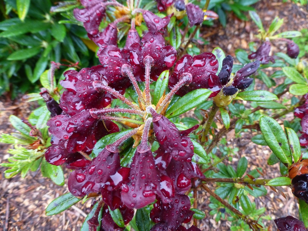 Rhododendron hippophaeoides 161sd2019