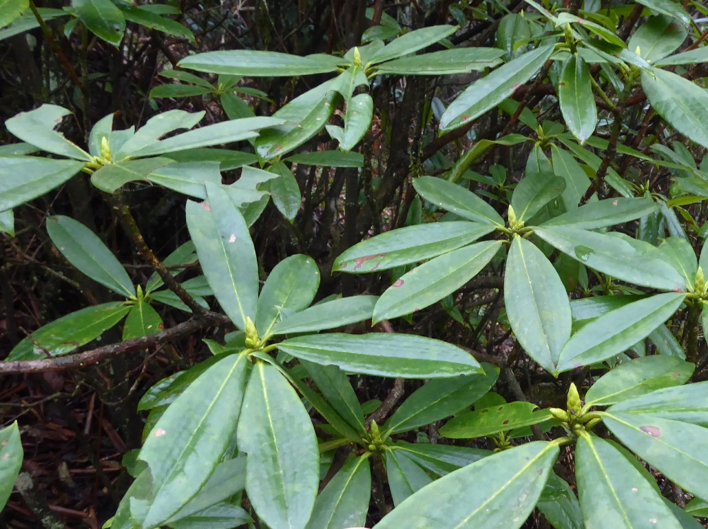Rhododendron oblongilobatum JN#11080 213sd2012