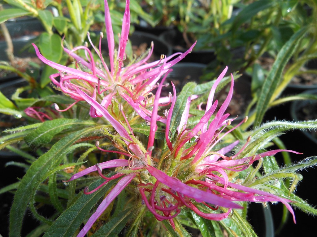 Rhododendron polylepis 414sd1996