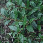 Gaultheria species nova (maybe) SEH#29002