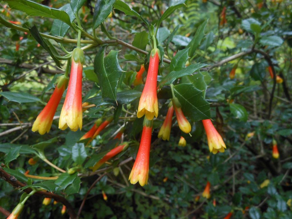 Desfontainia fulgens